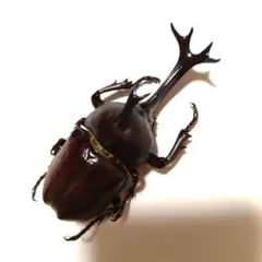 昆虫標本 大型エレファスゾウカブト 122mm 飼育個体 - メルカリ