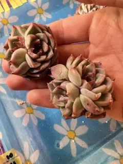 レッドベルベット　画像　2苗セット