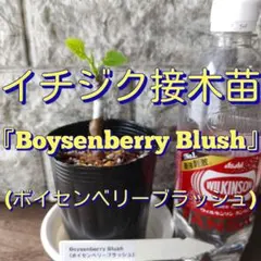 2026年最新】いちじく台木の人気アイテム - メルカリ