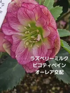 D＆N様 リクエスト 2点 まとめ商品