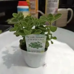 多肉植物 アロマティカス③ 木立 根付き 抜き苗 - メルカリ