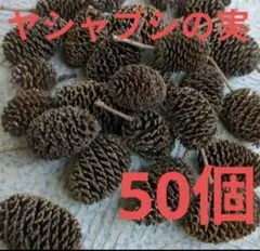 ヤシャブシの実 50個（1cm〜3.5cm前後）
