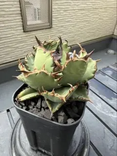 아가베 치타노타 익룡 현품