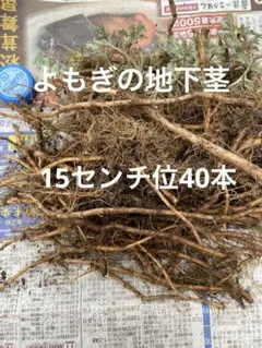 サンセットエクスプレス様 リクエスト 2点 まとめ商品