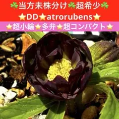 2026年最新】大木 クリスマスローズの人気アイテム - メルカリ