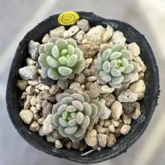 ゲンちゃん様 リクエスト 2点 まとめ商品