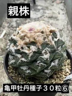 2026年最新】アリオカルプスの人気アイテム - メルカリ