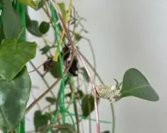 ホクサン様専用　雲南百薬　オカワカメ　ムカゴ　発芽しています　送料込み　匿名配送のサムネイル