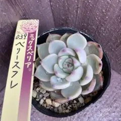 クゥとチャチャ様 リクエスト 2点 まとめ商品