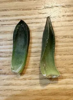 2025年最新】ナイルの一滴の人気アイテム - メルカリ