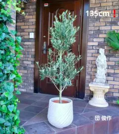 幹極太 Souju オリーブの木 【ミッション】 玉造り仕立て 陶器鉢