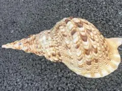 2025年最新】法螺貝の人気アイテム - メルカリ