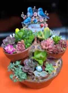多肉植物アレンジメント ウェルカムボード付き