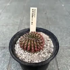❣️サボテン 牡丹玉刺無モンスト 実生 鉢付き❣️ - メルカリ