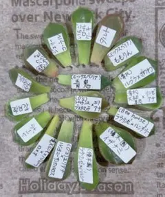 葉挿しセットA❤おらいさん5種(青鬼)、O’sさん(ユリアナ交配2種)、優木園…