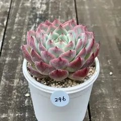 う〜にゃん様 リクエスト 4点 まとめ商品