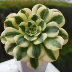 Shitora様 リクエスト 3点 まとめ商品