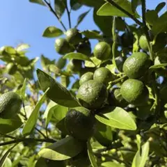 沖縄産 シークワーサー (果実)のサムネイル