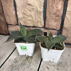 シュリベイマグナ　55cm 大株 アガベ シュリベイマグナ 大株