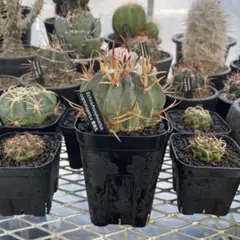 メルカリ便発送☆サボテン エキノカクタス 翠平丸×雷帝(国内実生苗です) 実生】雷帝エキノカクタス国内繁殖苗サボテン（サボテン太平丸花王丸翠