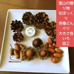 里山の贈り物　松ぼっくり　各種どんぐり　大きさ色いろ　図工