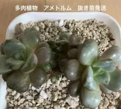 Top【選抜株】多肉植物 112365アメトルム 24個 鉢無し/脱土 - メルカリ