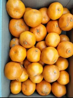 大特価♥おいしい、希少品種、有田産はるみ、家庭用。サイズおまかせで総重量10kg