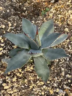 2025年最新】アガベ パリー ホーチエンシスの人気アイテム - メルカリ