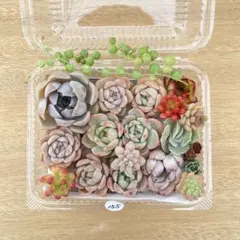 155 多肉植物 もりもり寄せ植えセット エケベリアmix セダム入り