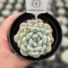 Top【選抜株】多肉植物 21792チーズブルーベリー 54個 鉢無し/脱土