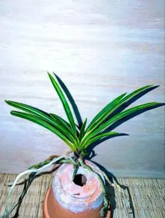 2026年最新】富貴蘭 富貴殿の人気アイテム - メルカリ