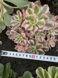 2026年最新】アエオニウム シャネルの人気アイテム - メルカリ