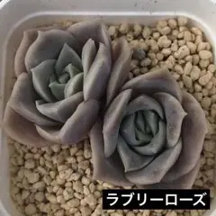2026年最新】ラブリーローズの人気アイテム - メルカリ