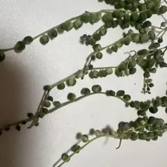 斑入りグリーンネックレス　10本