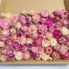 ドライフラワー花材セット No.20 - メルカリ