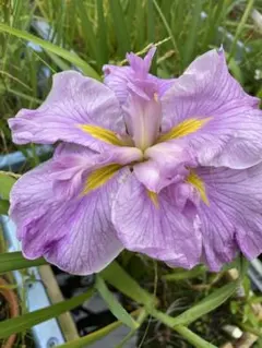 koi様 リクエスト 6点 まとめ商品