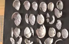 シルバーシェル（約30個）66