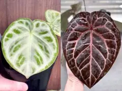 2026年最新】anthurium michelleの人気アイテム - メルカリ