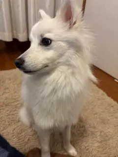 こゆき様専用ページ