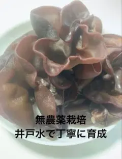 新鮮 生きくらげ 産地直送 お試し 200g 井戸水で丁寧に育成のサムネイル