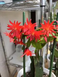 2026年最新】イースターカクタスの人気アイテム - メルカリ