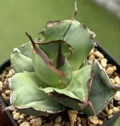 2026年最新】アガベまとめ売りの人気アイテム - メルカリ