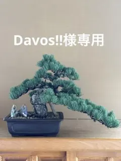 2025年最新】銀八房五葉松の人気アイテム - メルカリ