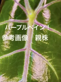 残り一点】アロカシア・エレーン｜希少種 観葉植物 calm cafe - メルカリ