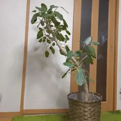 2026年最新】フィカス・ ベンガレンシスの人気アイテム - メルカリ