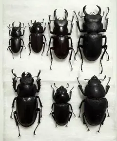 2026年最新】ノコギリクワガタ標本の人気アイテム - メルカリ