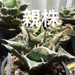 2026年最新】wtc アガベの人気アイテム - メルカリ