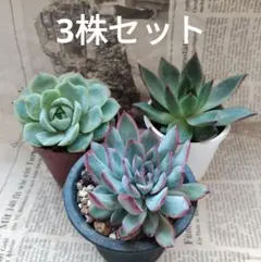 ⑬多肉植物エケベリア3種類セット 抜き苗 ピンクドリーム含む - メルカリ