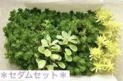 多肉植物『セダムセット』・グランドカバーに