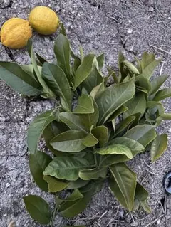 ユーザー様専用　レモンの葉80枚